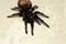 Spider tarantula species