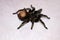 Spider tarantula species