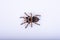 Spider Tarantula top view. Horror scary spider on white background. Halloween symbols.