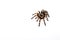 Spider Tarantula top view. Horror scary spider on white background. Human fear of arachnophobia