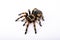 Spider Tarantula top view. Horror scary spider on white background. Spider Tarantula brachypelma smithi on white background.