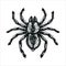 Spider tarantula vector color drawing