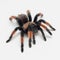 Spider tarantula on white backgroud, Brachypelma emilia