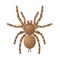 Spider tarantula on white background, top view