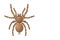 Spider tarantula on white background, top view