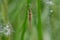 Spider Tetragnatha extensa on web, showing underside