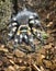 Spider (theraphosidae)