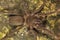 Spider, Theraphosidae, Agumbe ARRSC, Karnataka