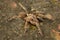 Spider, Theraphosidae, Gumti, Tripura , India