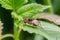 A spider with a thick belly sits on the leaf