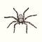 Spider top view, hand drawn doodle, drawing in gravure style, sketch illustration