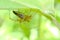 The spider is under the green leaf, macro shot