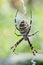 Spider wasp Argiope bruennichi