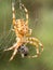 Spider with wasp as prey