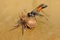 Spider wasp Priocnemis vulgaris attacking spider