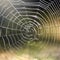 A spider weaving a digital web pattern on a touchscreen using its legs4
