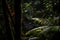 spider weaving its web in dark rainforest