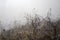 Spider web adorned with drops of water in autumn fog