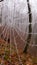 Spider web adorned with drops of water in autumn fog