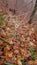 Spider web adorned with drops of water in autumn fog