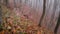 Spider web adorned with drops of water in autumn fog