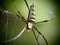 A spider on web in Baan Grang, Kangkrachan forest, Petchburi