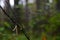 The spider on a web with beautiful drops in a green moist coniferous forest during the rain