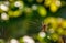 Spider in the web on beautiful foliage bokeh