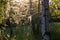 Spider web on birch trees at summer evening in forest with selective focus