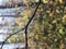 Spider web on a branch. Rain forest. Raindrops or dewdrops. photo closeup