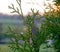 Spider web on branches at sunset