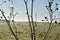 Spider web on the branches of a tree in front of the green landscape