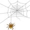 Spider web cartoon