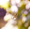 spider web closeup sunlight bokeh background summer