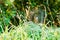 Spider web or cobweb with dewdrops in the grass on a blurred background