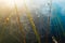 Spider web covered in dew drops, colorful background