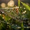 Spider web covered in dew drops, suspended in lush greenery