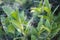 Spider web covering plants in deep forest