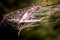 Spider web with dew drops. Cobweb close-up