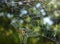 Spider web with dew drops illuminated by the sunlight