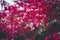 Spider web with dew drops on plant with bright-colored red autumn leaves