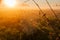 Spider Web with dew in the rays of Sunrise