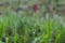 Spider web with dew with unfocused background. Water drops on web in the field. Nature close up. Autumn nature.