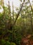 Spider web filled with morning dew in the middle of a forest