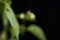 Spider on web getting ready for a snack isolated