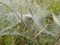Spider web on a green plant