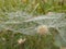 Spider web on a green plant