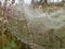 Spider web on a green plant