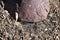 Spider web on ground guarding rock