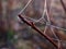 Spider web hanging between branches covered with dew drops.